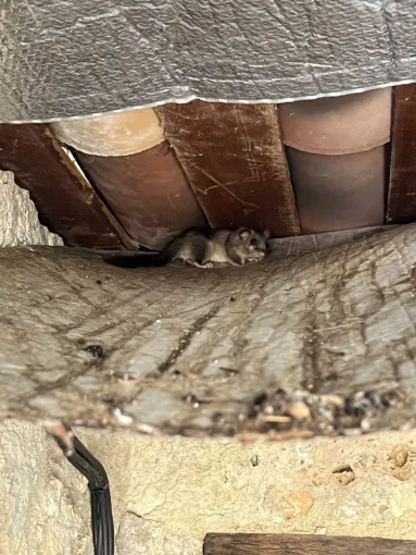 Un rongeur niché dans une toiture endommagée, montrant des signes d'infestation. Cette image souligne l'importance de protéger les greniers et combles des intrusions de nuisibles, en particulier en hiver, où ils cherchent la chaleur et l'abri.