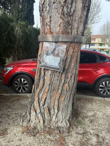 Se débarrasser des chenilles processionnaires à Draguignan, Draguignan, Pest Wars 4D