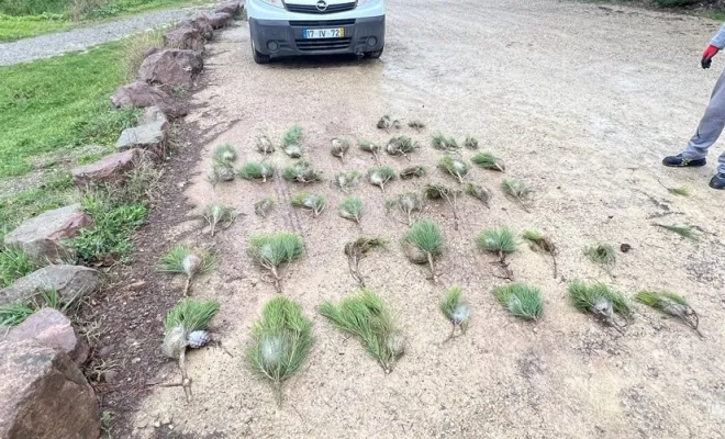 Se débarrasser des chenilles processionnaires à Draguignan, Draguignan, Pest Wars 4D