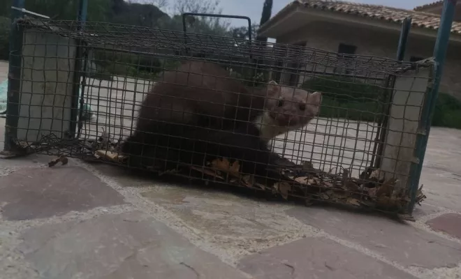 Dératisation de maison, Draguignan, Pest Wars 4D