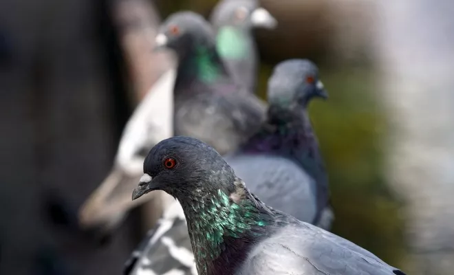 Service de dépigeonnage, Draguignan, Pest Wars 4D